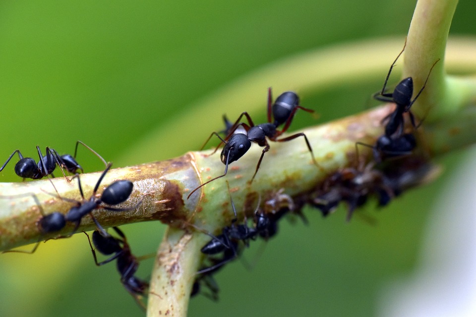 Traitement efficace contre les fourmis